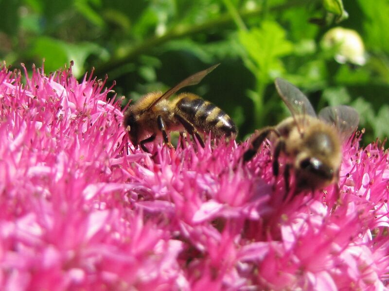 Datei:SG Blütenbienen.jpg