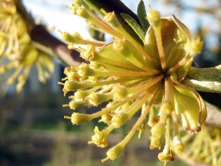 Ende der Dirndlblüte