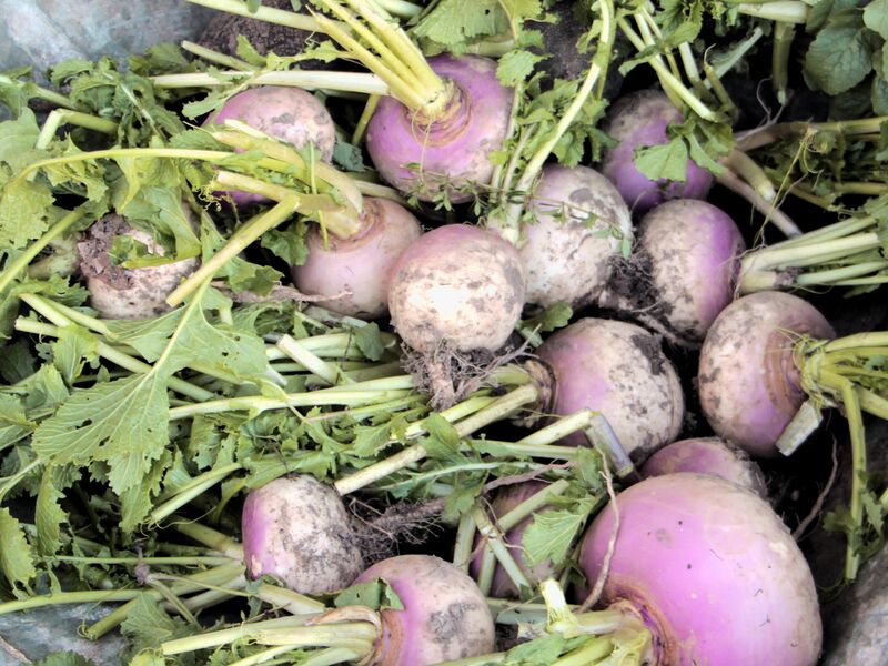 Datei:SG Speiserben Ernte Dez.jpg