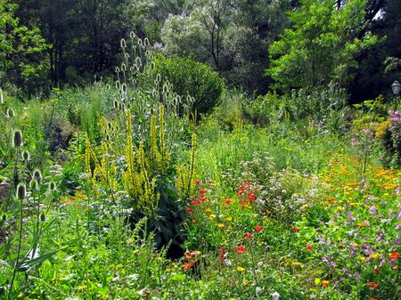 Naturgartenvielfalt im Mai - Produktionsgarten