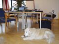 Hund beim Seminar dabei