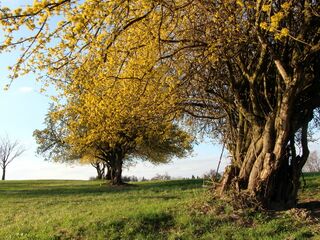prächtige Fron-Dirndlblüte