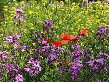 Essbare Blüte und "Schönheit" im Garten