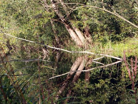 Spaziergang um den Naturteich