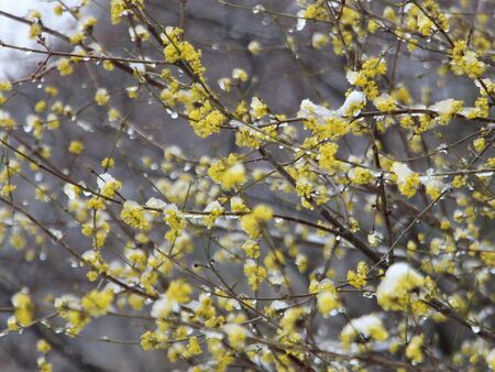 Dirndlblüte im Schnee