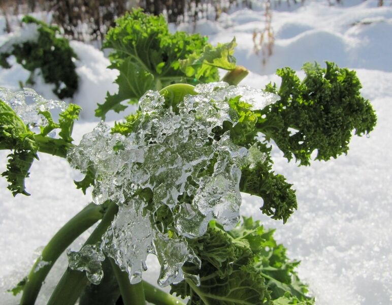 Datei:SG-Grünkohl - Winter.jpg