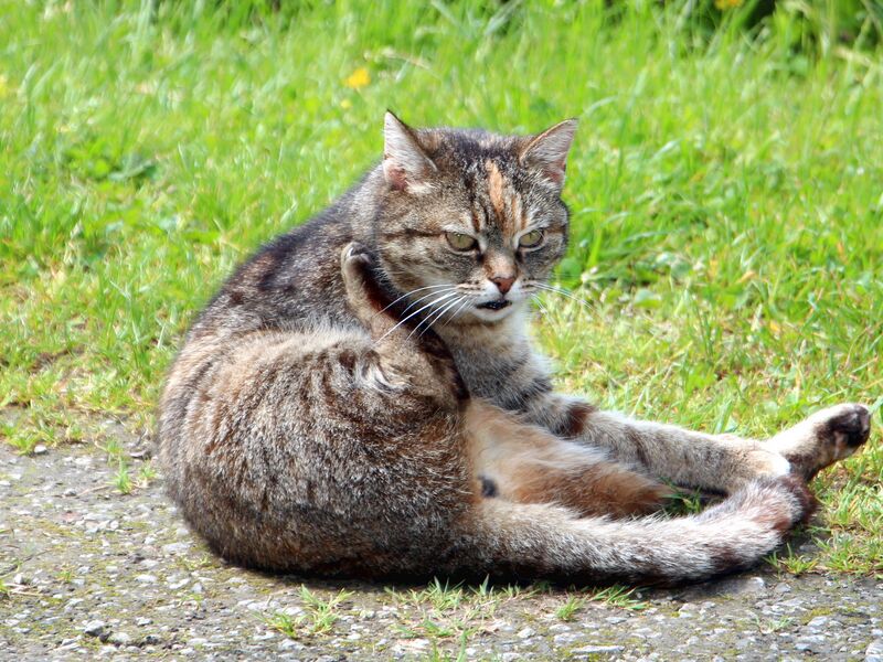 Datei:SG Katzenleben.jpg