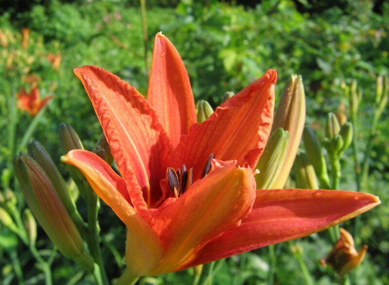 Datei:Taglilien (Hemerocallis).jpg