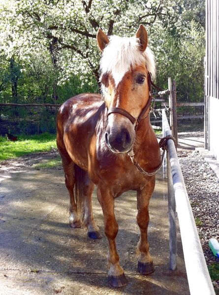 Datei:Arri naß 2012.jpg