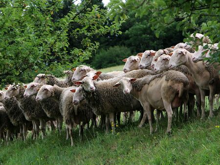 Eckbauer Schafe neben dem Rundwanderweg 652