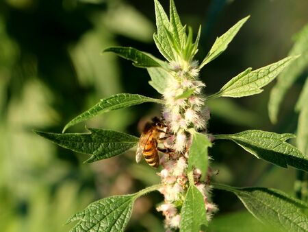 Biene auf Herzgespannblüte