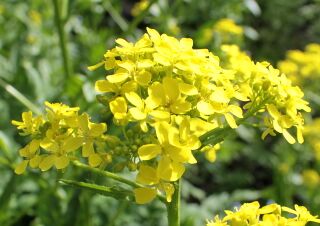 Orientalisches Zackenschötchen
