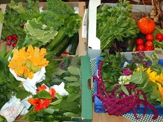 Ernte für die Steinschaler Küche im September