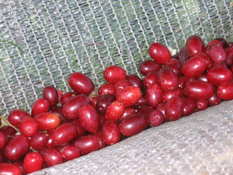 Datei:Dirndlernte 317.JPG