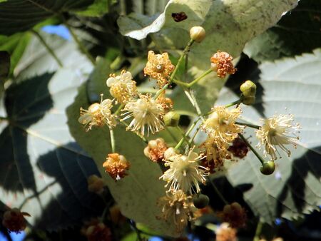 Lindenblüten