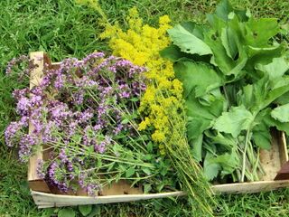 Wilde Ernte in den Steinschaler Gärten