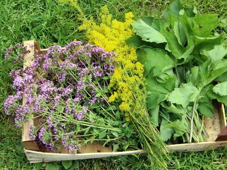 "Wilde" Ernte - vor dem Genuß