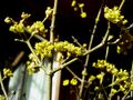 Dirndlblüten