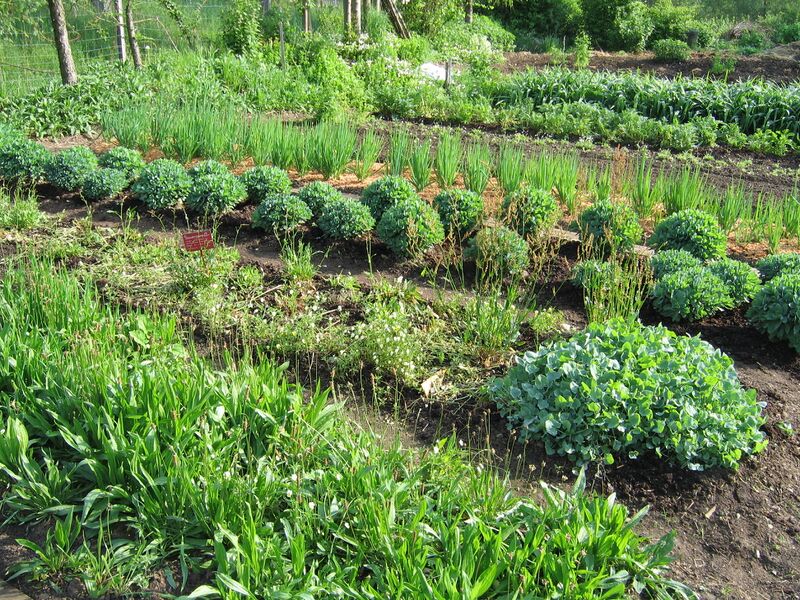 Datei:SG Gemüse- Kräutergarten.jpg