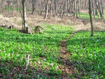 Bärlauchwanderweg im Rankelgraben