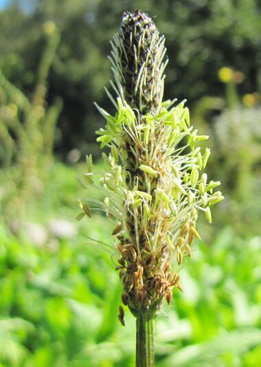 Spitzwegerich in Blüte