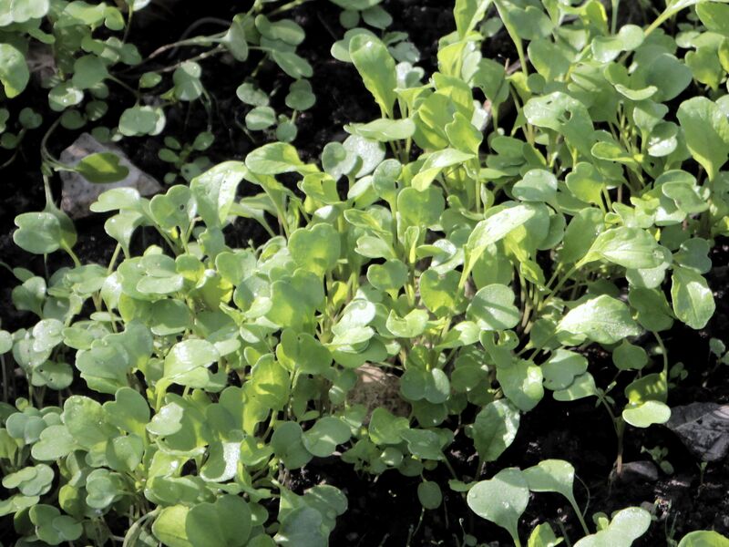 Datei:SG junge Rauke.jpg