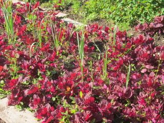 Rote Gartenmelde und Knoblauch