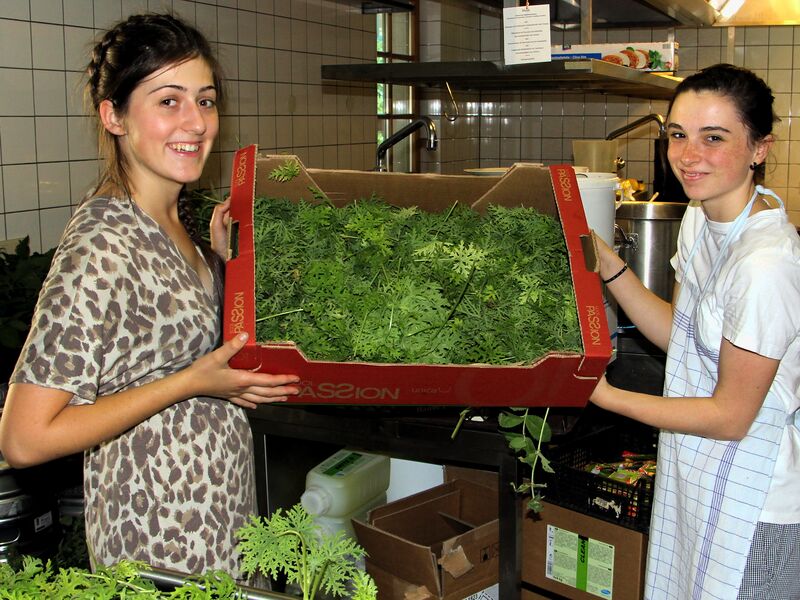 Datei:SK Duftpelargonien Küche.jpg