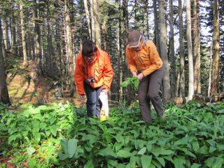 später Bärlauch am Eisenstein - Ende Mai]]