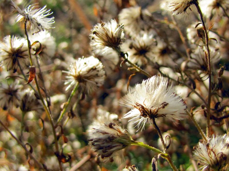 Datei:SG DEez11 verblüht.jpg