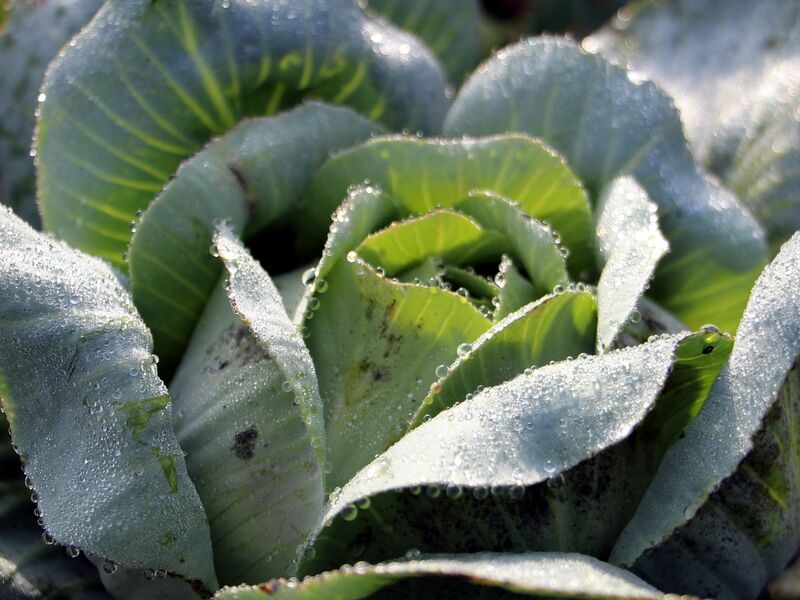 Datei:SG Krautkopf Herbst.jpg