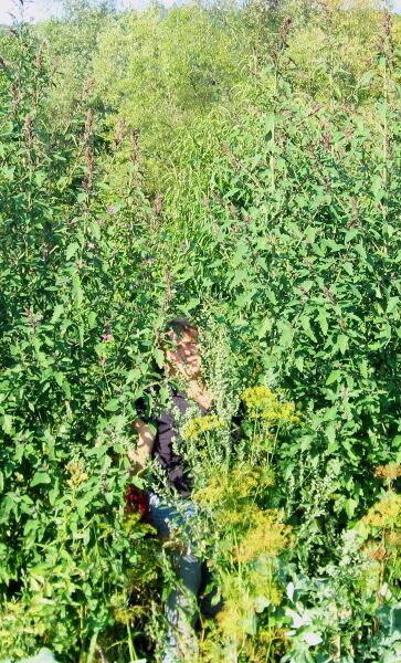 Datei:SG Magentamelde 3m.jpg