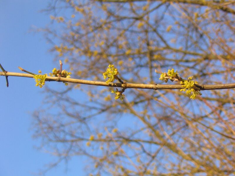 Datei:Dirndlblüten 9.JPG