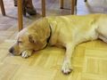 Seminarhund