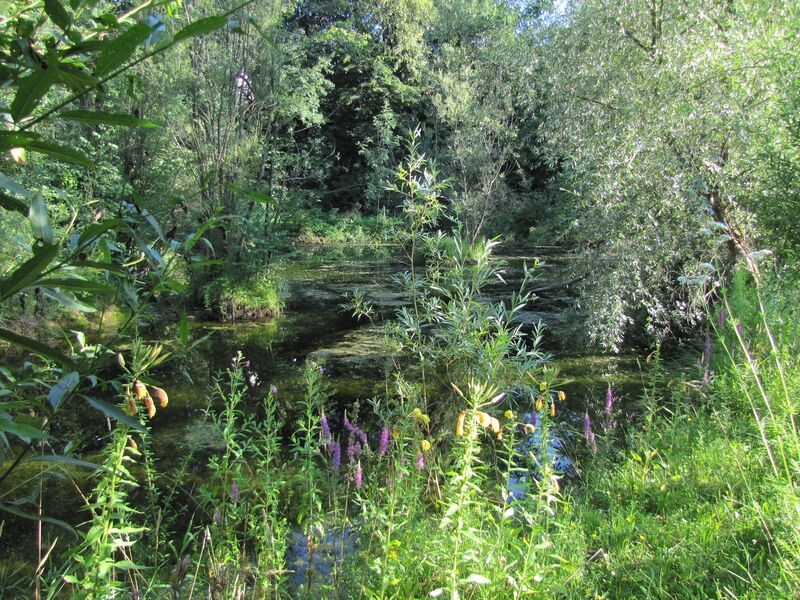 Datei:ST Naturteich Südteil.jpg