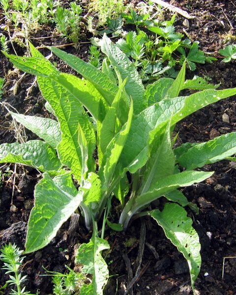 Datei:SG Beinwell hochf.jpg