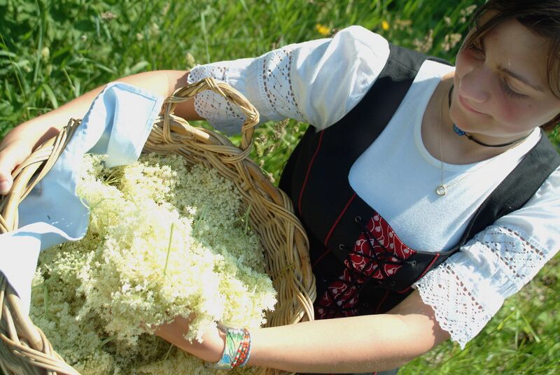 Datei:SG Cecilia Hollerernte.jpg