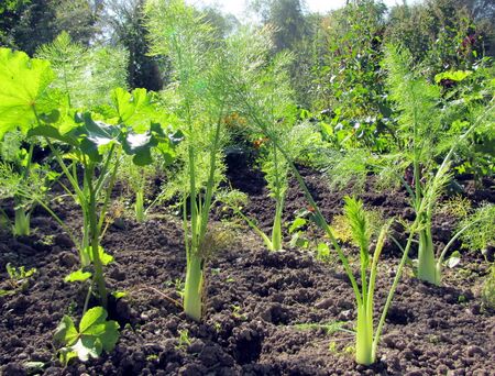 Fenchel