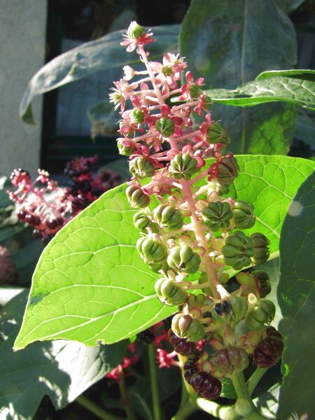 Datei:SG Kermesbeere unreif.jpg