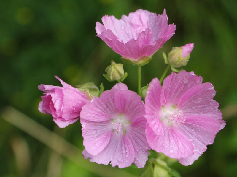 Datei:SG Malvenblüten.JPG