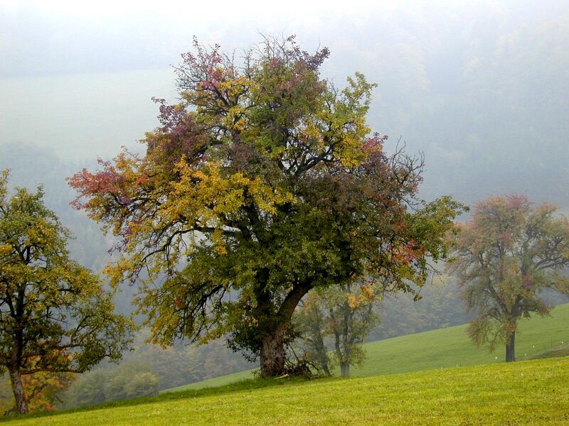 Datei:Verfärbte Birnbäume - Herbst.jpg