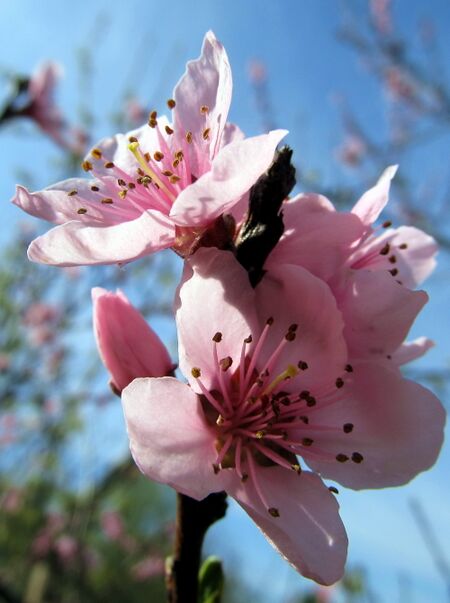 Weingartenpfirsichin voller Blüte