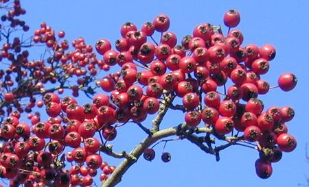 Bild:Weißdornfrüchte 1.jpg