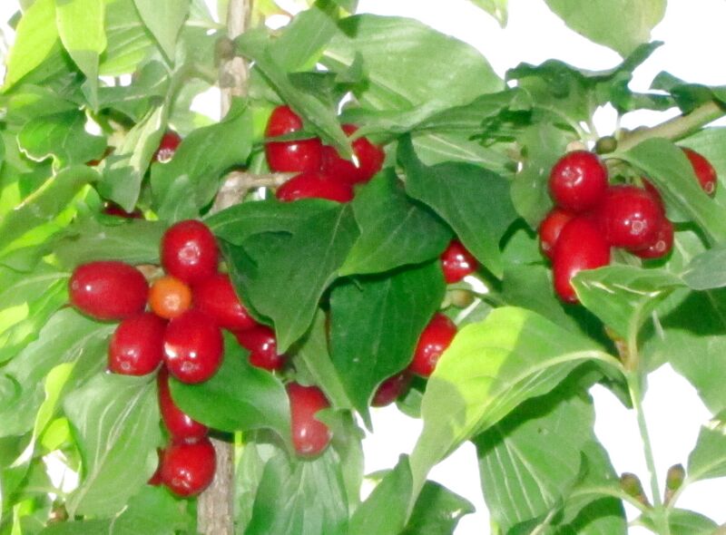 Datei:Dirndl im Reifen.jpg