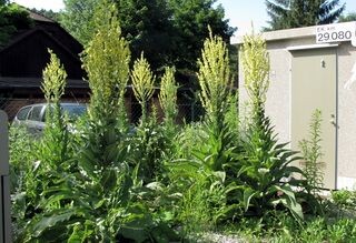 Natur beim Schranken - Steinschaler Einfluß