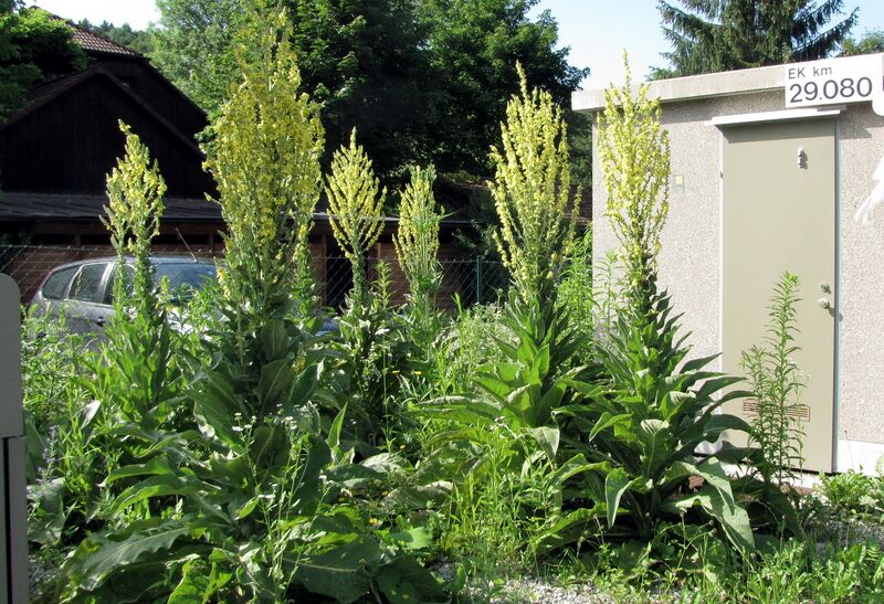 Datei:Königskerzen bei Schranken km29 080.jpg