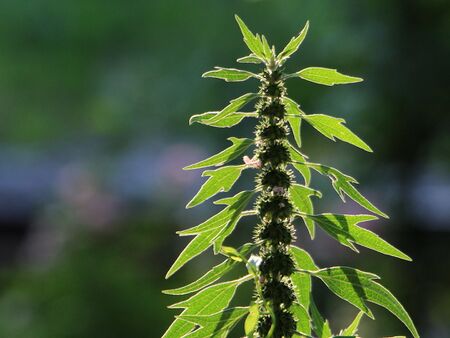 Herzgespann als Teebeigabe