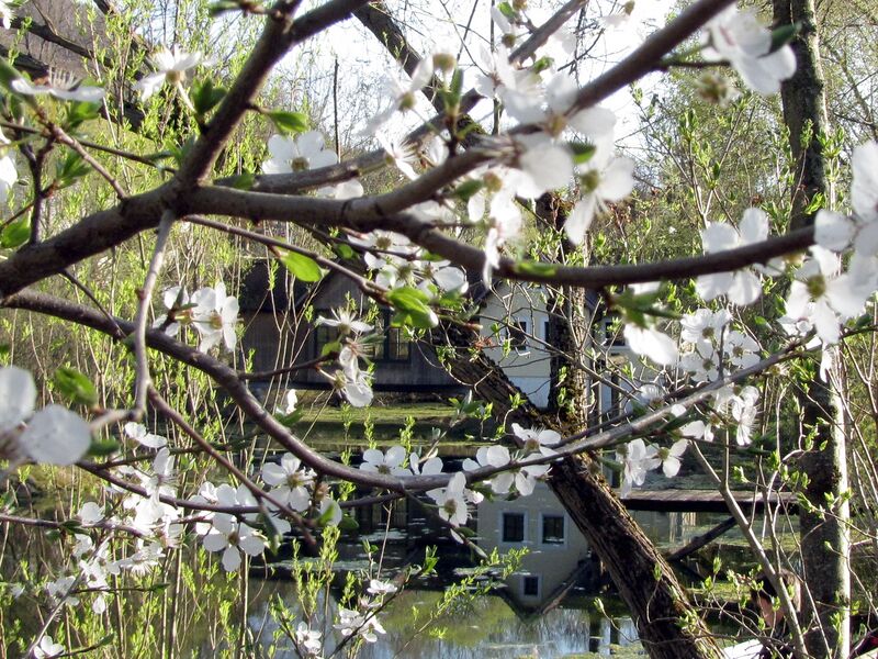 Datei:ST Teichbrücke Blüte.jpg