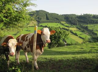 Kulturlandschaftsweg bei Tradigist
