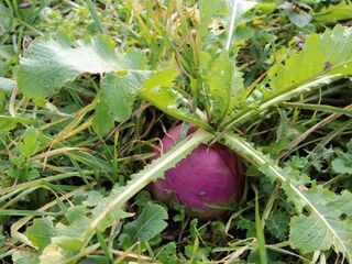 Speiserübenernte Ende Dezember